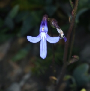 Lobelia dentata at Pinbeyan, NSW - 13 Feb 2022