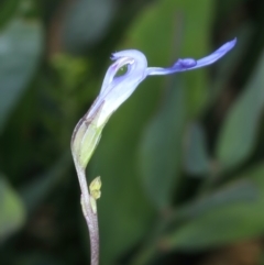 Lobelia dentata at Pinbeyan, NSW - 13 Feb 2022