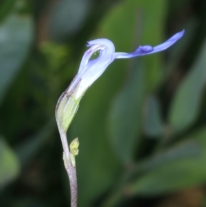 Lobelia dentata at Pinbeyan, NSW - 13 Feb 2022