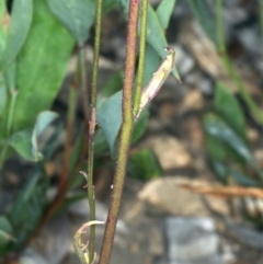 Lobelia dentata at Pinbeyan, NSW - 13 Feb 2022