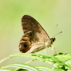 Hypocysta metirius at Moruya, NSW - suppressed