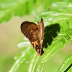 Hypocysta metirius at Moruya, NSW - 16 Feb 2022