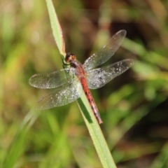 Diplacodes melanopsis (Black-faced Percher) at Moruya, NSW - 16 Feb 2022 by LisaH