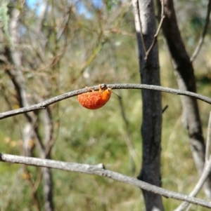 Paropsisterna sp. (genus) at Hackett, ACT - 16 Feb 2022