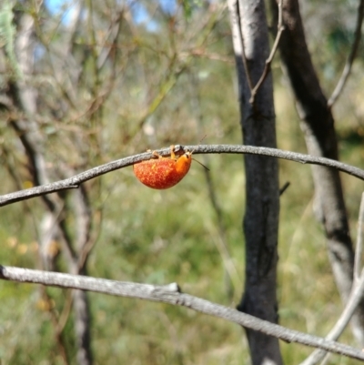 Paropsisterna sp. (genus) (A leaf beetle) at Hackett, ACT - 16 Feb 2022 by Avery