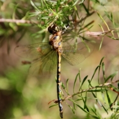 Hemicordulia australiae (Australian Emerald) at Moruya, NSW - 16 Feb 2022 by LisaH