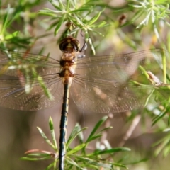 Hemicordulia australiae at Moruya, NSW - suppressed