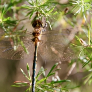 Hemicordulia australiae at Moruya, NSW - suppressed