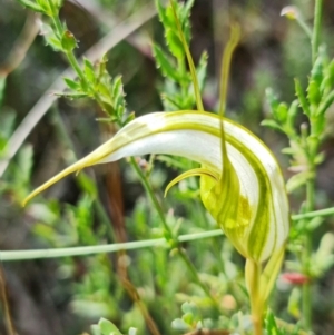 Diplodium ampliatum at Undefined Area - suppressed