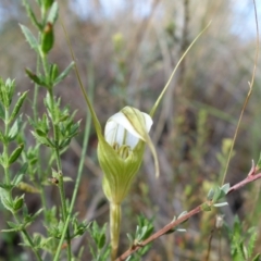 Diplodium ampliatum at Undefined Area - suppressed