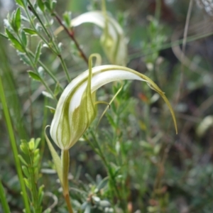 Diplodium ampliatum at Undefined Area - suppressed