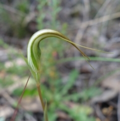 Diplodium ampliatum at Undefined Area - suppressed