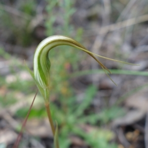 Diplodium ampliatum at Undefined Area - suppressed