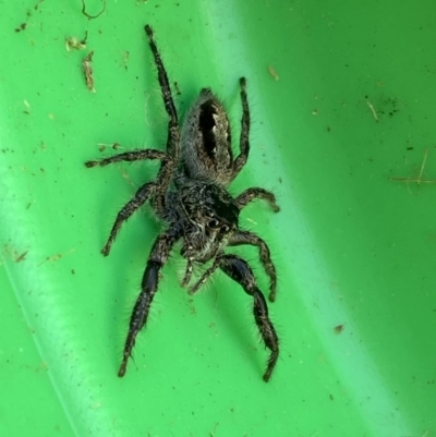 Sandalodes superbus (Ludicra Jumping Spider) at Jerrabomberra, NSW - 16 Feb 2022 by SteveBorkowskis