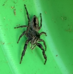 Sandalodes superbus (Ludicra Jumping Spider) at Jerrabomberra, NSW - 16 Feb 2022 by Steve_Bok