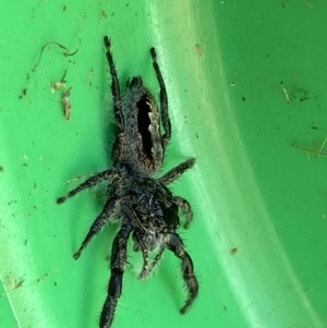 Sandalodes superbus at Jerrabomberra, NSW - suppressed