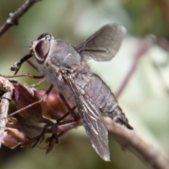 Trichophthalma sp. (genus) (Tangle-vein fly) at Namadgi National Park - 9 Feb 2022 by SWishart