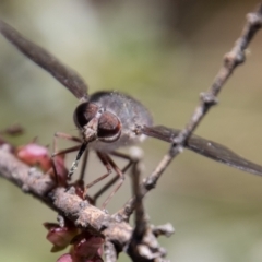 Trichophthalma sp. (genus) at Cotter River, ACT - 9 Feb 2022