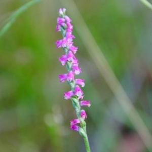 Spiranthes australis at Moruya, NSW - 16 Feb 2022