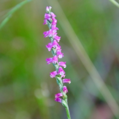 Spiranthes australis (Austral Ladies Tresses) at Moruya, NSW - 15 Feb 2022 by LisaH