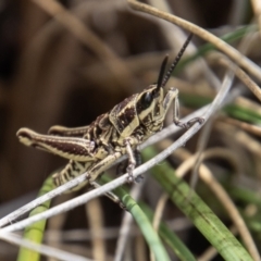 Monistria concinna (Southern Pyrgomorph) at Paddys River, ACT - 9 Feb 2022 by SWishart