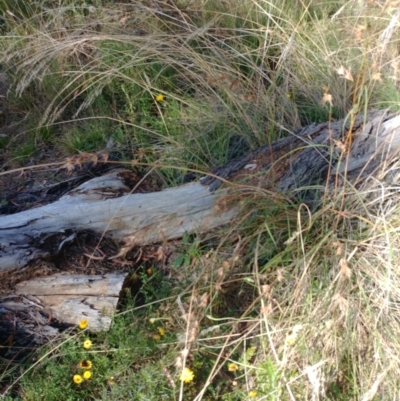 Themeda triandra (Kangaroo Grass) at Hackett, ACT - 11 Feb 2022 by Avery