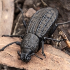 Amycterus morbillosus (A terrestrial weevil) at Tidbinbilla Nature Reserve - 9 Feb 2022 by SWishart