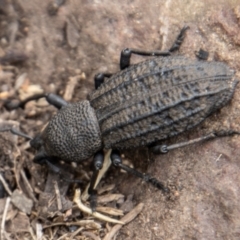 Amycterus morbillosus at Paddys River, ACT - 9 Feb 2022