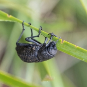 Talaurinus rugifer at suppressed - suppressed