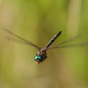 Hemicordulia australiae at Moruya, NSW - suppressed