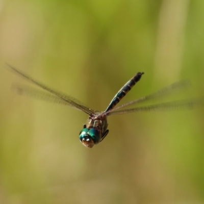 Hemicordulia australiae (Australian Emerald) at Moruya, NSW - 16 Feb 2022 by LisaH