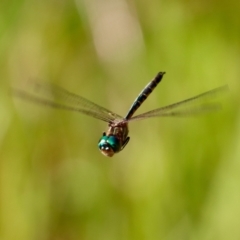 Hemicordulia australiae at Moruya, NSW - 16 Feb 2022