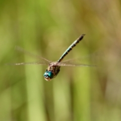 Hemicordulia australiae at Moruya, NSW - suppressed