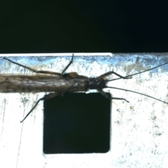 Gripopterygidae (family) (A stonefly) at Kosciuszko National Park - 13 Feb 2022 by jb2602