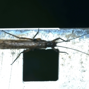 GRIPOPTERYGIDAE (family) at Talbingo, NSW - 13 Feb 2022