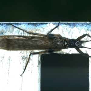 GRIPOPTERYGIDAE (family) at Talbingo, NSW - 13 Feb 2022