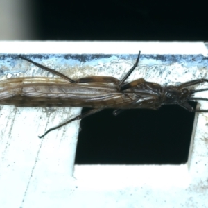 GRIPOPTERYGIDAE (family) at Talbingo, NSW - 13 Feb 2022