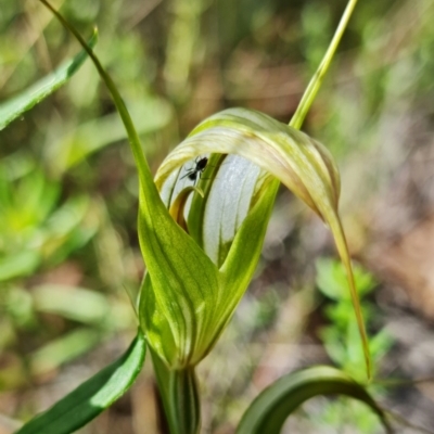 Diplodium ampliatum (Large Autumn Greenhood) at Black Mountain - 10 Feb 2022 by RobG1