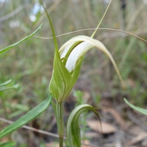 Diplodium ampliatum at Molonglo Valley, ACT - suppressed