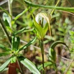 Diplodium ampliatum at Molonglo Valley, ACT - suppressed