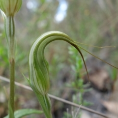 Diplodium ampliatum at Molonglo Valley, ACT - suppressed