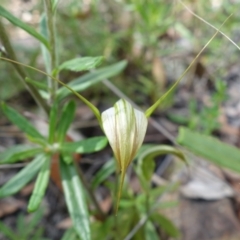 Diplodium ampliatum at Molonglo Valley, ACT - suppressed