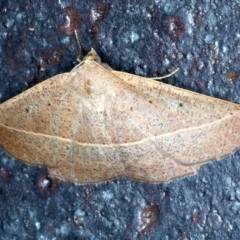 Idiodes apicata (Bracken Moth) at Tumut, NSW - 11 Feb 2022 by jb2602