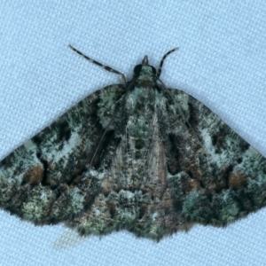 Aeolochroma metarhodata at Tumut, NSW - 13 Feb 2022 10:58 PM