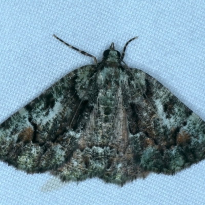 Aeolochroma metarhodata (Tea-tree Emerald) at Tumut, NSW - 13 Feb 2022 by jb2602