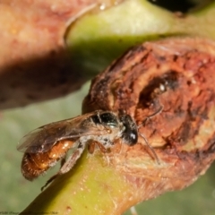 Lasioglossum (Homalictus) punctatum (A halictid bee) at Belconnen, ACT - 16 Feb 2022 by Roger