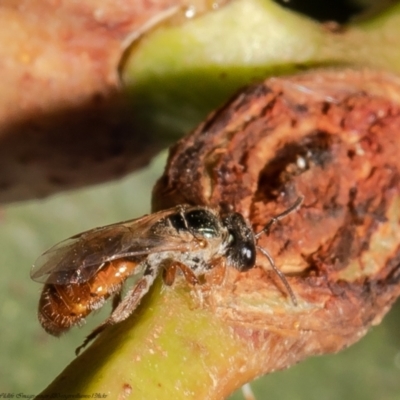 Lasioglossum (Homalictus) punctatum (A halictid bee) at Belconnen, ACT - 16 Feb 2022 by Roger