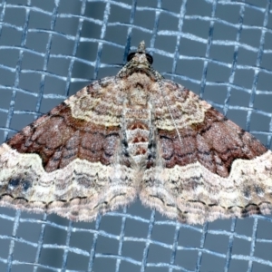 Epyaxa sodaliata at Tumut, NSW - 12 Feb 2022
