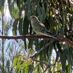 Psephotus haematonotus (Red-rumped Parrot) at Hughes, ACT - 16 Feb 2022 by KL