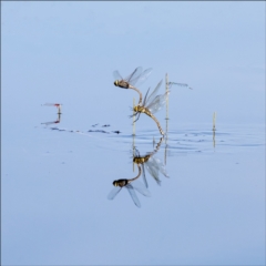 Anax papuensis (Australian Emperor) at Wollogorang, NSW - 16 Feb 2022 by Margo